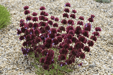 Des images de diff�rentes plantes